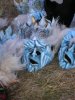 | � Bilder 2008 � 10.02 Glattfelden CH von Fabienne Volkart